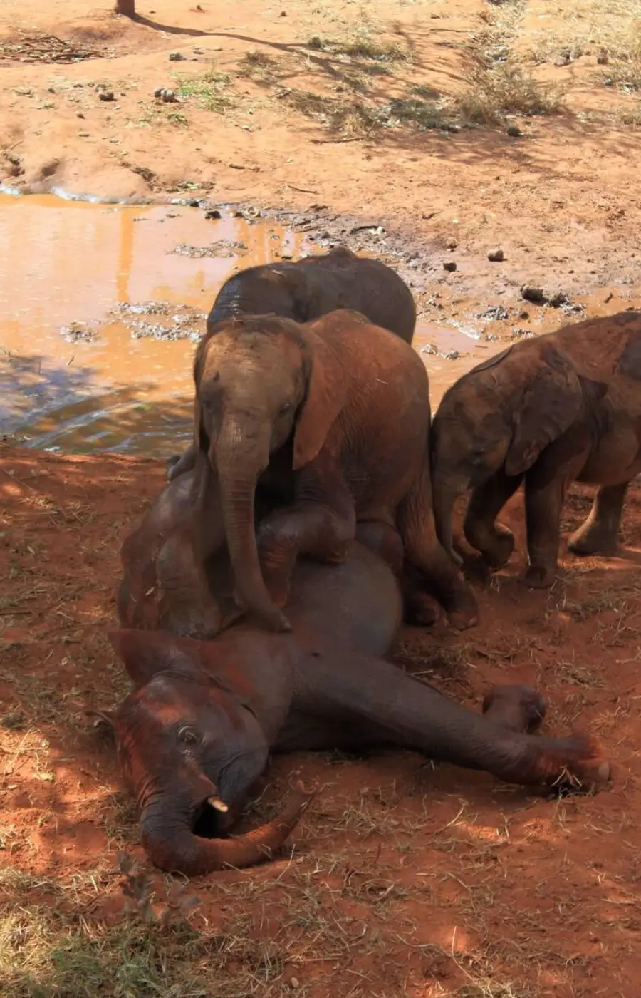 Lusaka Wildlife