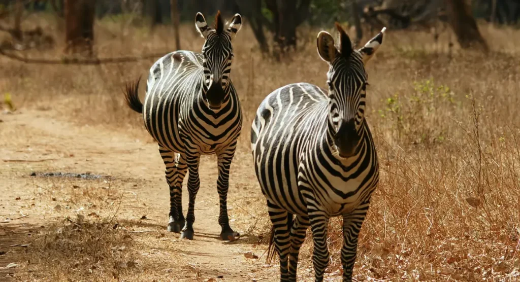 Lusaka Wildlife