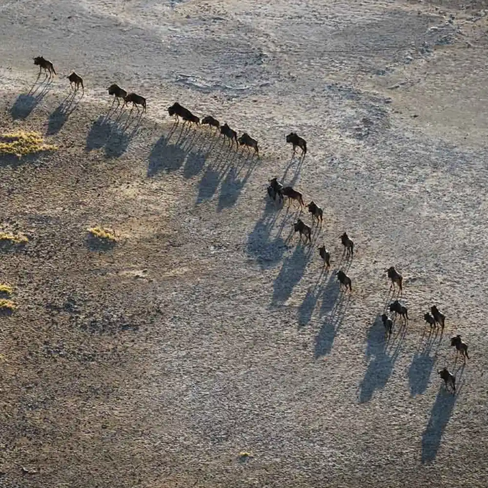 makgadikgadi-pans Wildlife