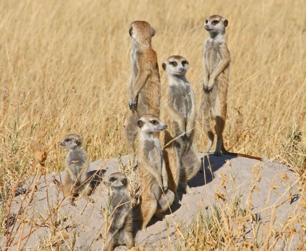 makgadikgadi-pans Wildlife