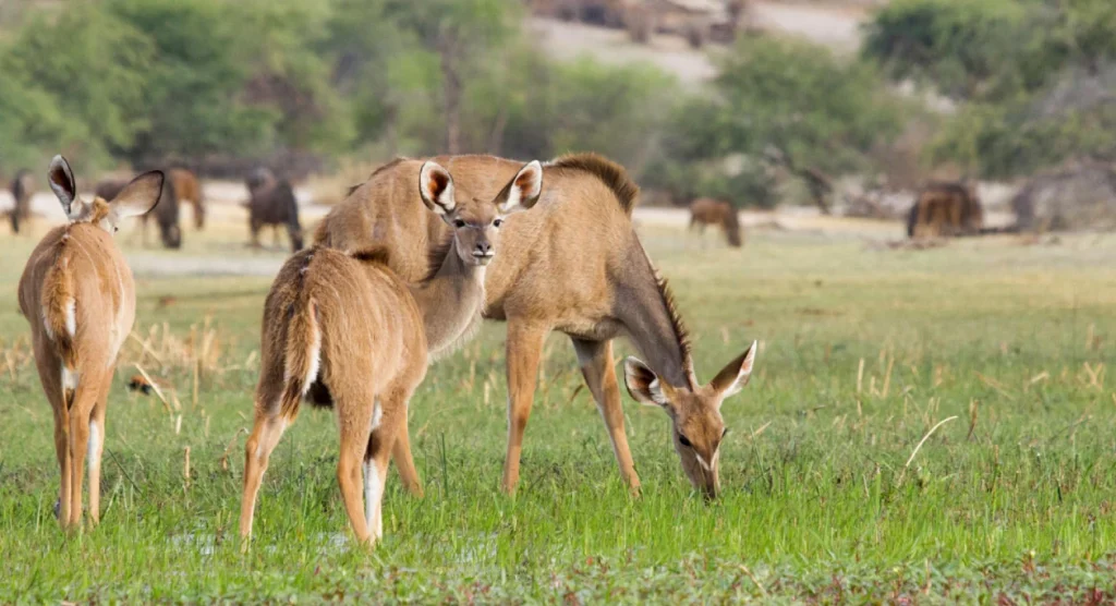 makgadikgadi-pans Wildlife