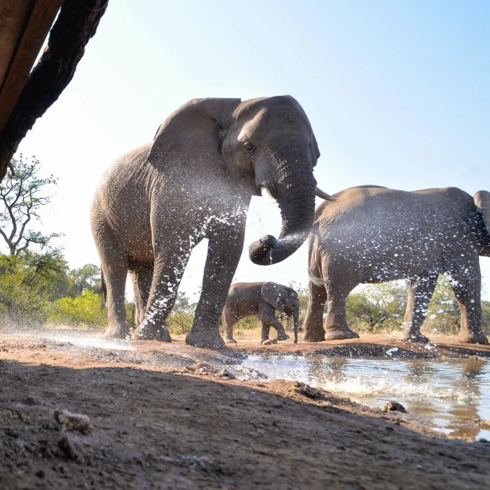 Mashatu Game Reserve Wildlife