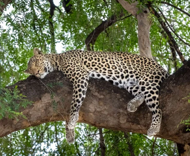 Mashatu Game Reserve Big Five