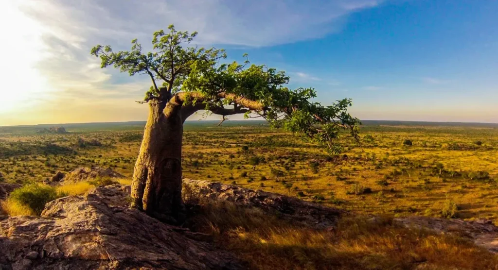 Mashatu Game Reserve Scenic View
