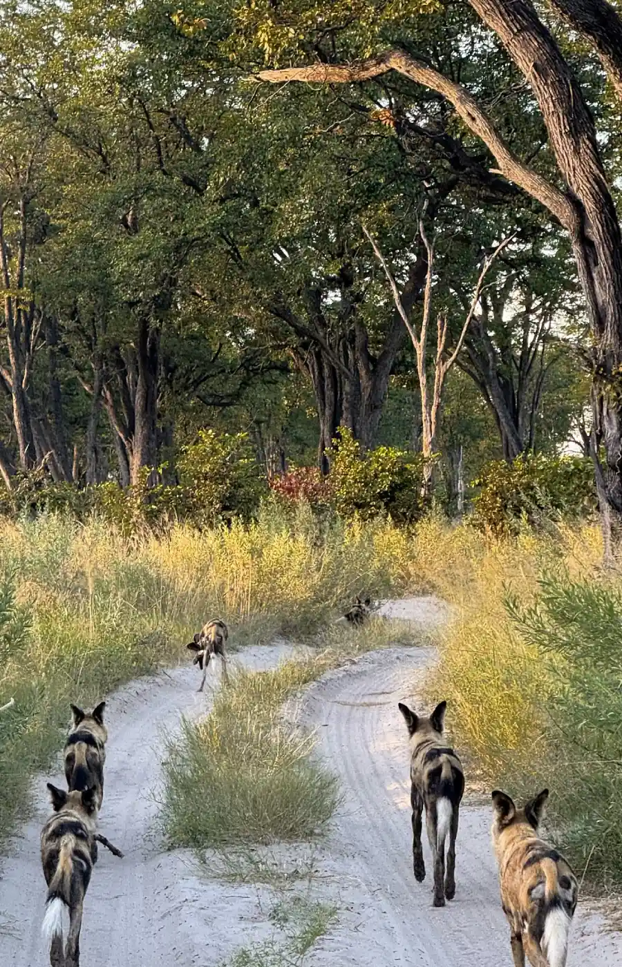 Moremi Game Reserve Wildlife