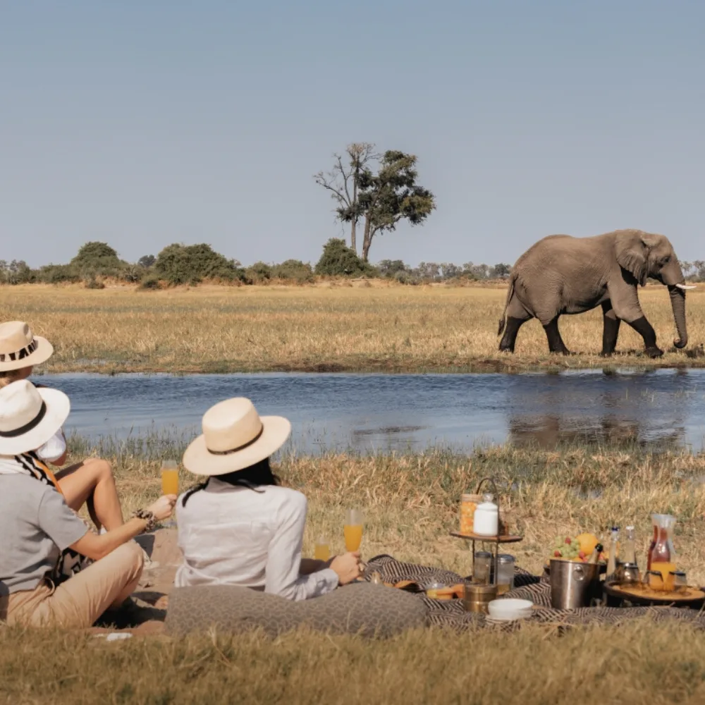Moremi Game Reserve Wildlife