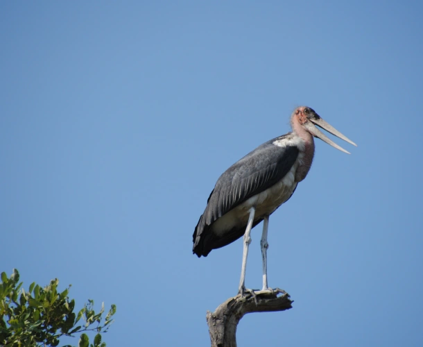 Moremi Game Reserve Birdlife