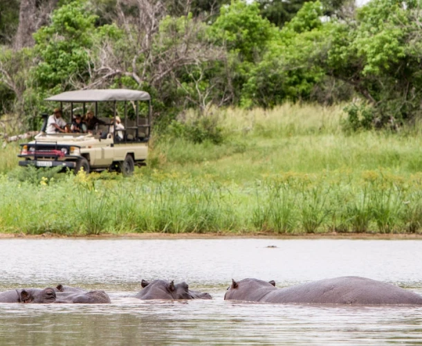 Moremi Game Reserve Game Drive