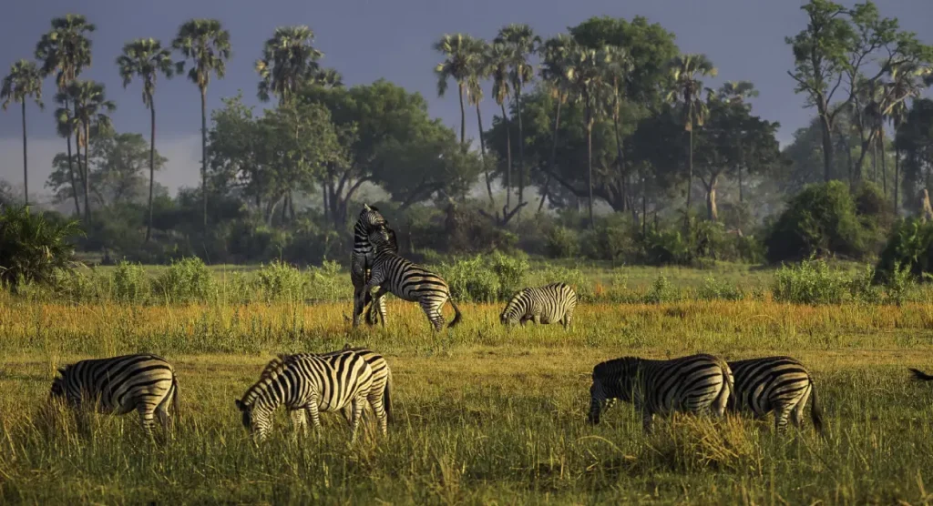 Moremi Game Reserve Wildlife