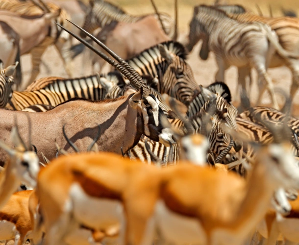 Wildlife
