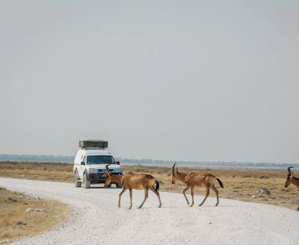 Game Drives