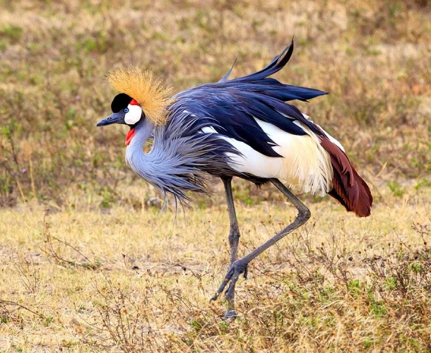 Ngorongoro Crater Birdwatching