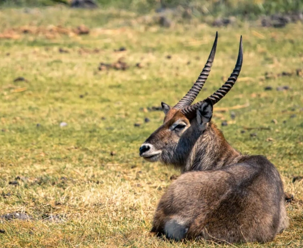 Ngorongoro Crater Wildlife