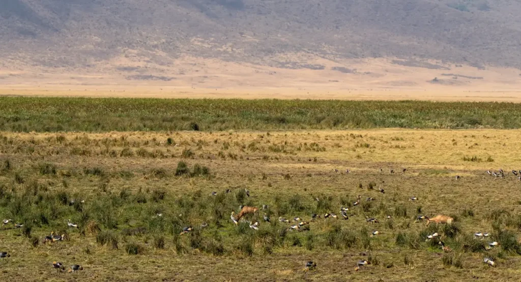 Ngorongoro Crater Scenic View