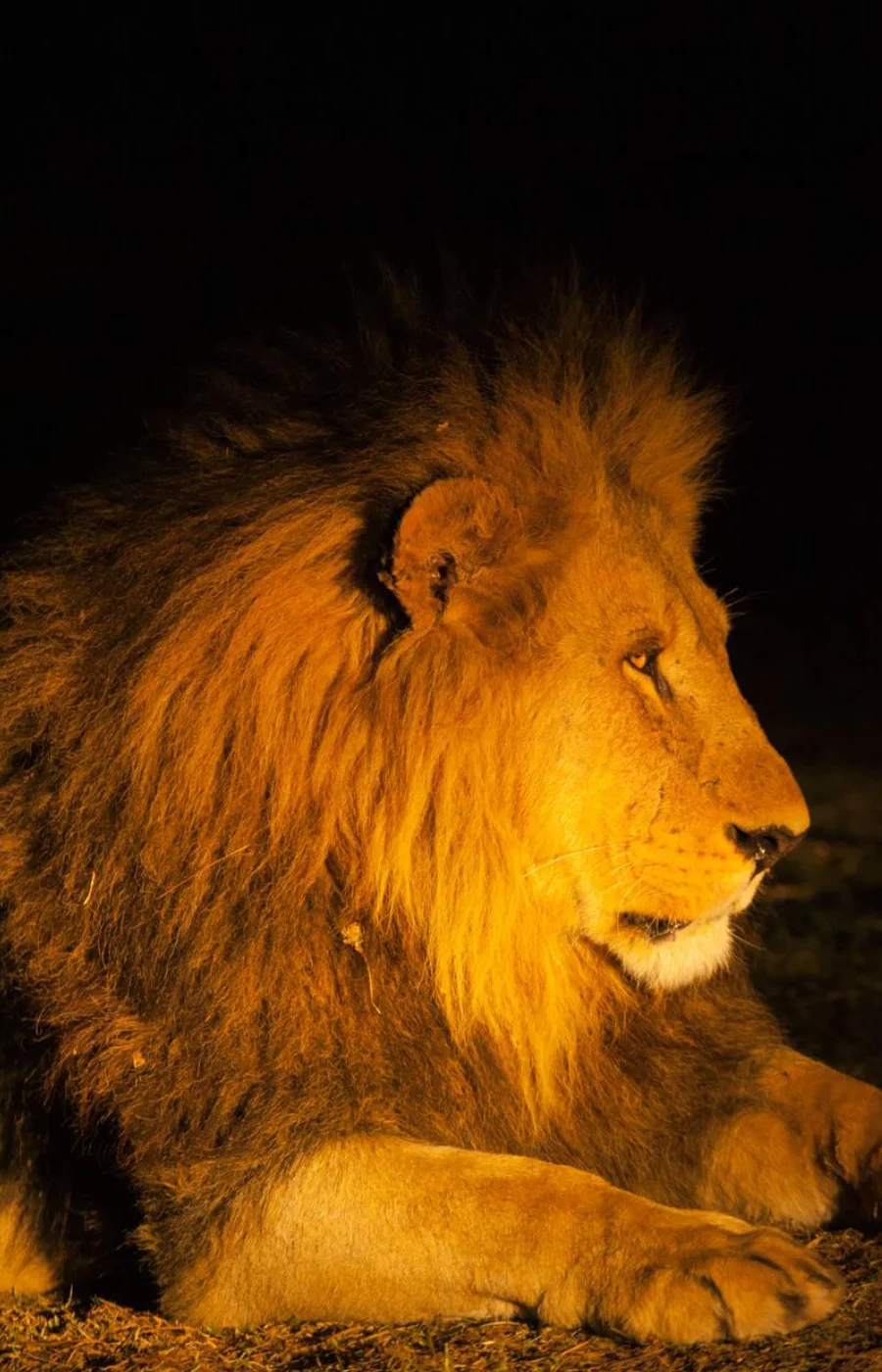 Botswana Night Wildlife