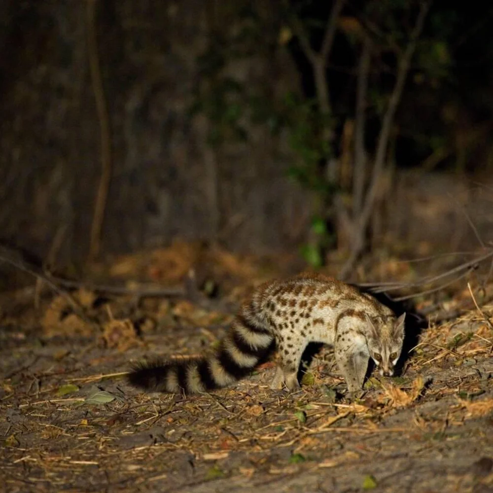 Botswana Night Wildlife