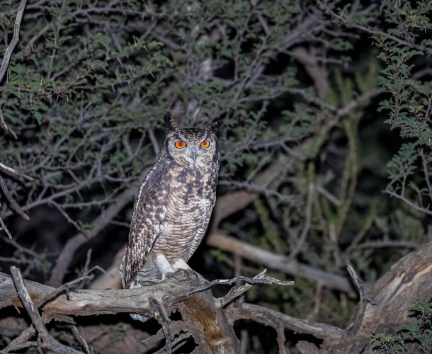 Owl in Lesoma Forest