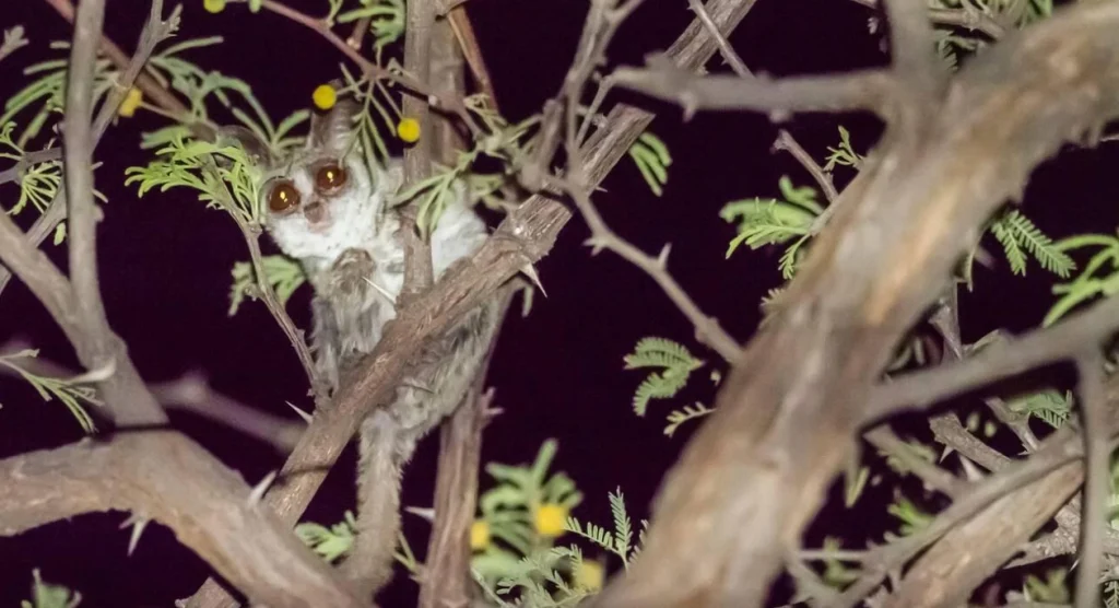 Lesoma Night Wildlife