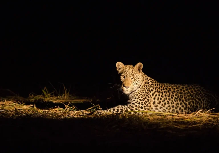 Night Game Drives in Lesoma Game Forest