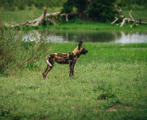 Okavango Delta Wildlife