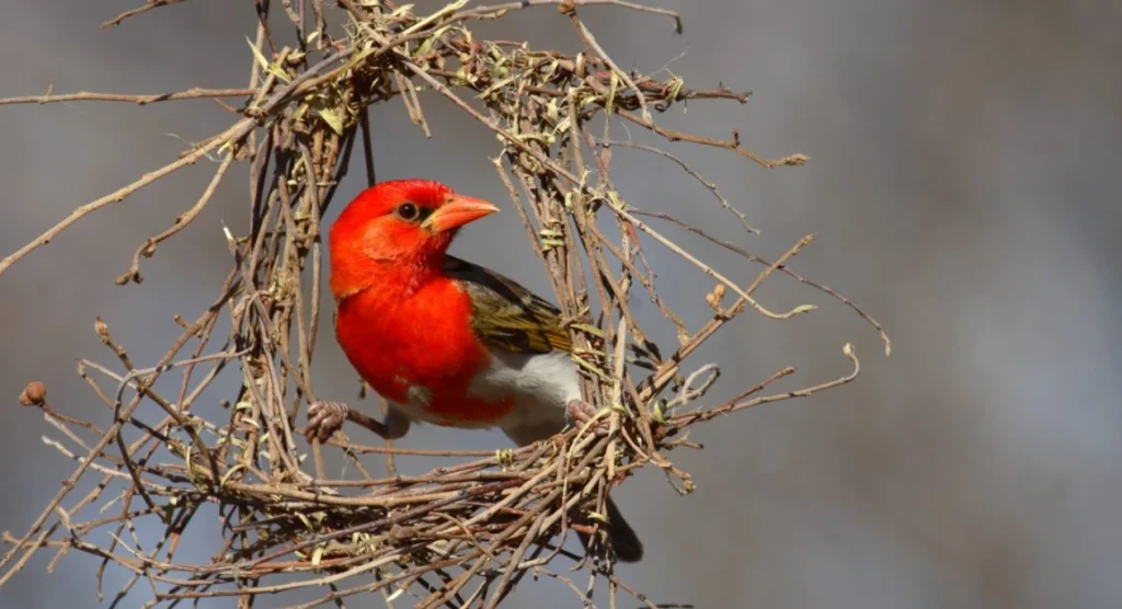 Okavango Delta Birdlife