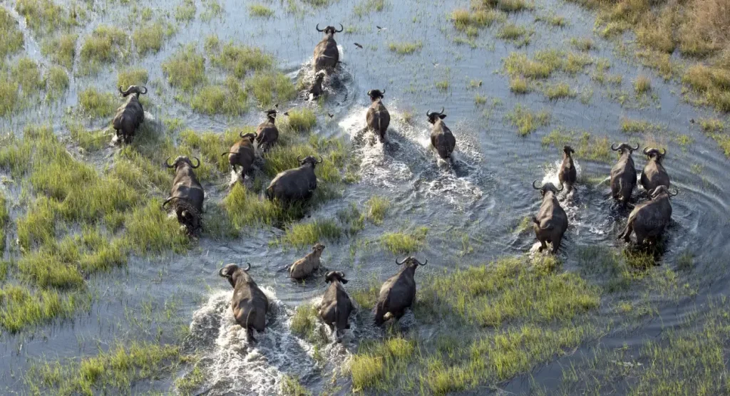 Okavango Delta Wildlife