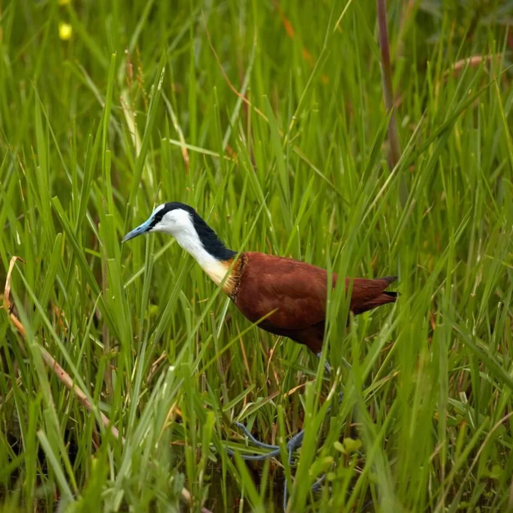 Okavango Delta Birdlife