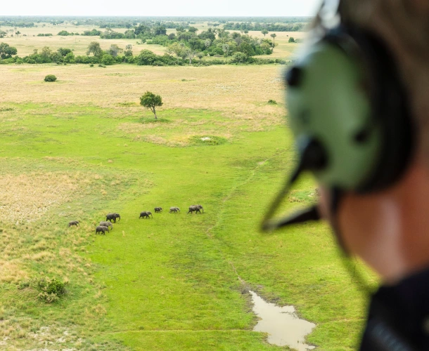 Wildlife From Above
