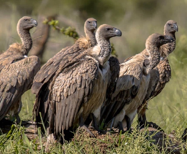Serengeti Birdwatching