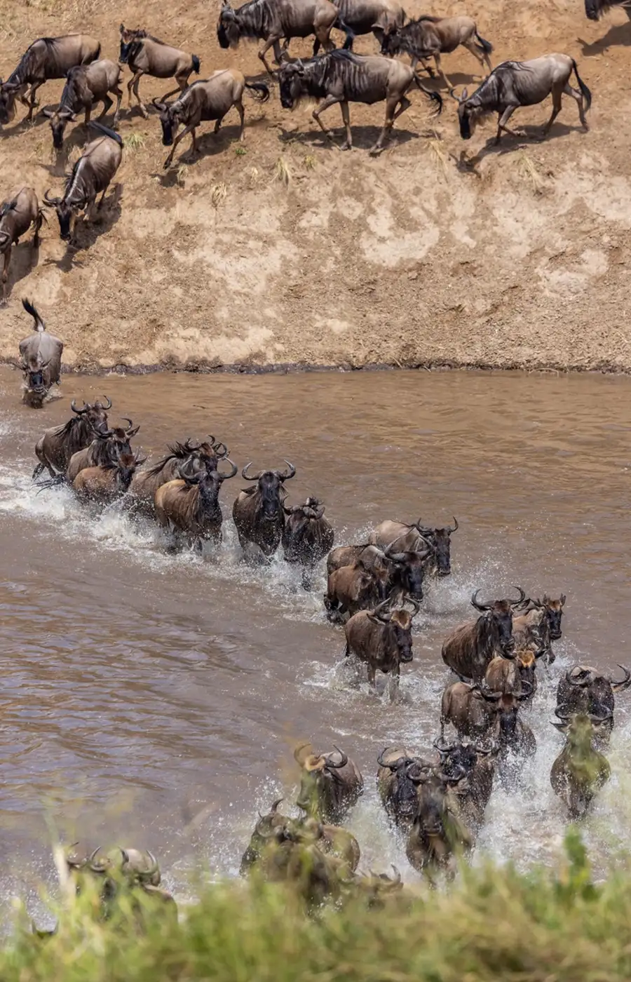 Serengeti National Park Wildebeest Migration