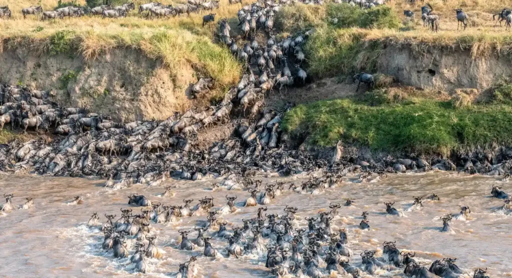 Serengeti National Park Wildebeest Migration