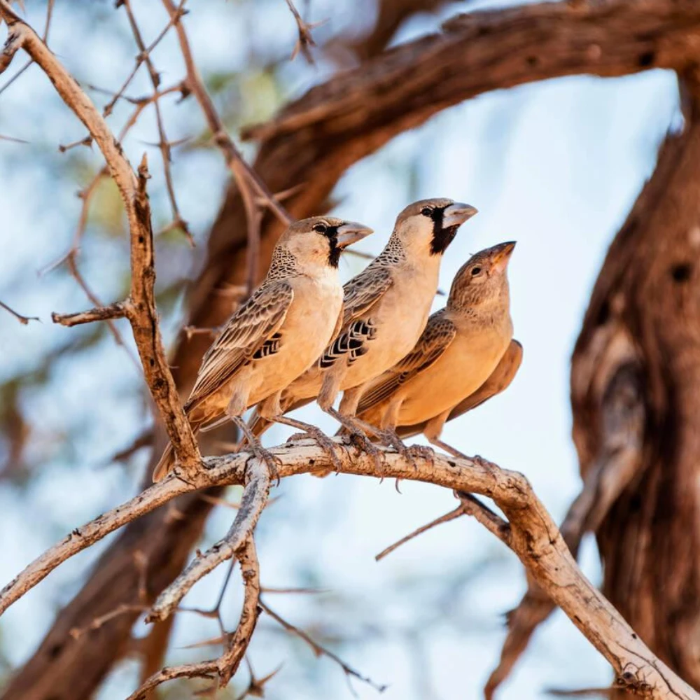 Sossusvlei Birdlife