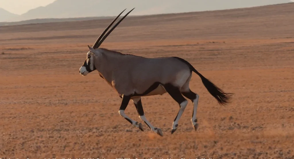 Sossusvlei Wildlife