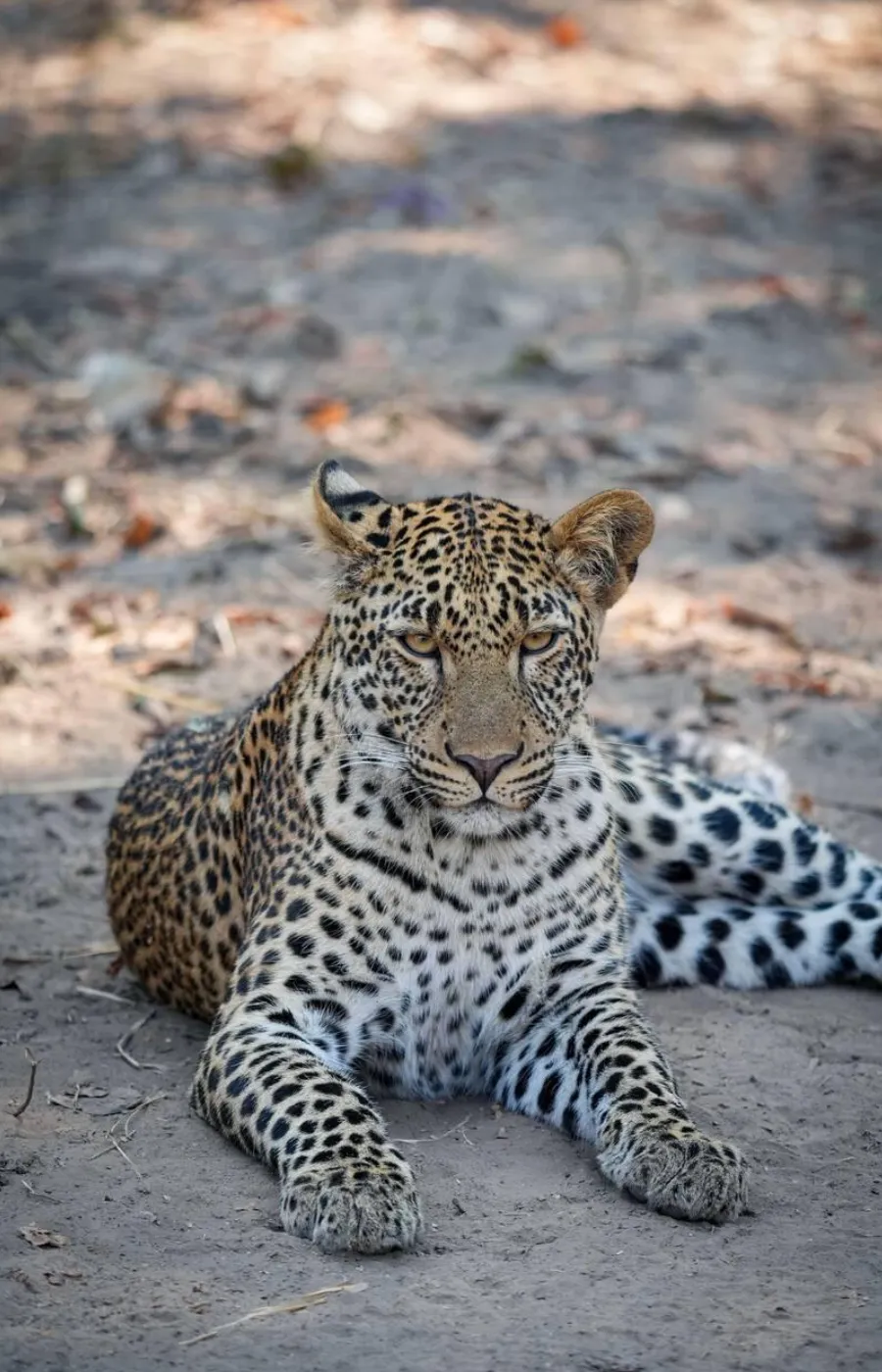 South Luangwa National Park Wildlife