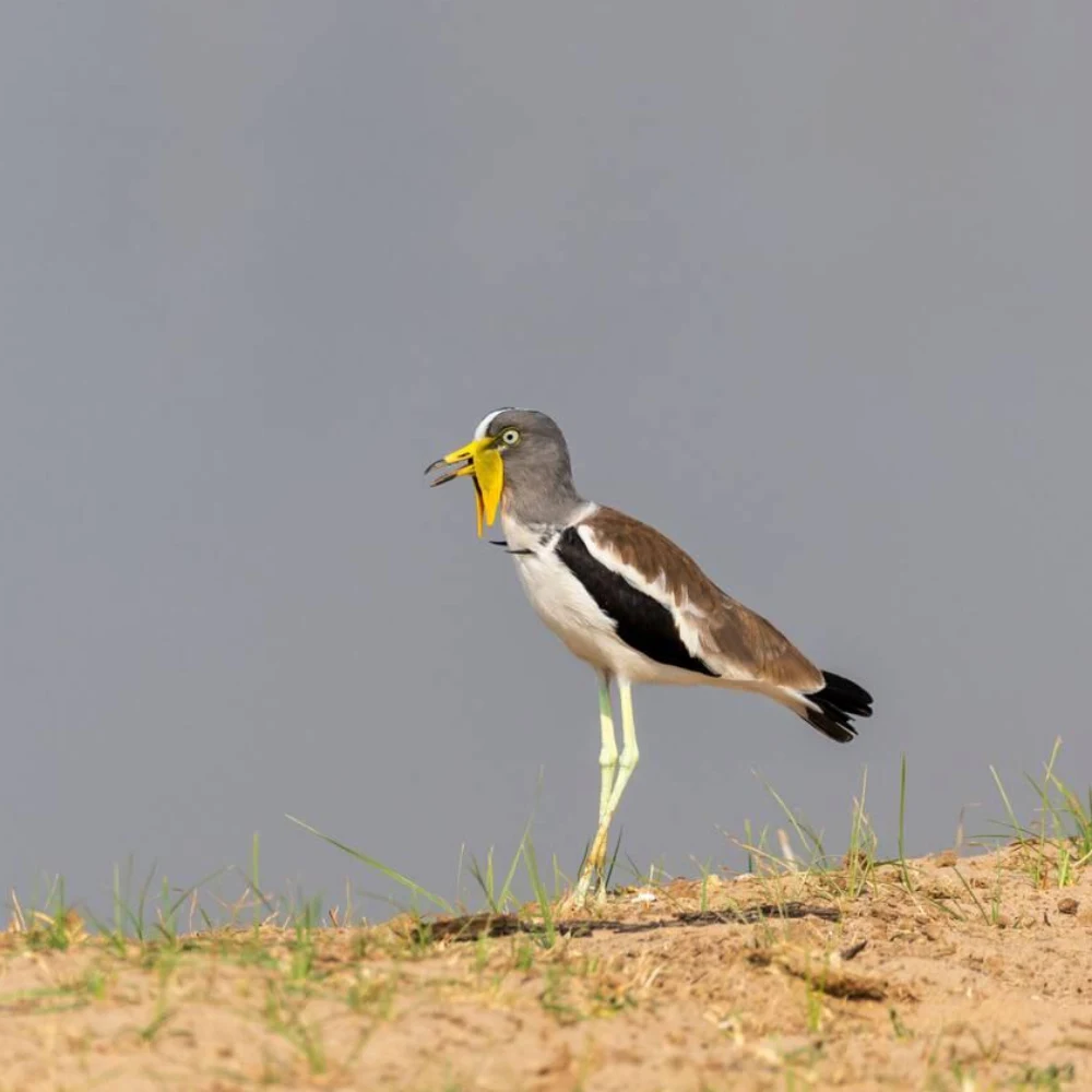 South Luangwa National Park Birdlife