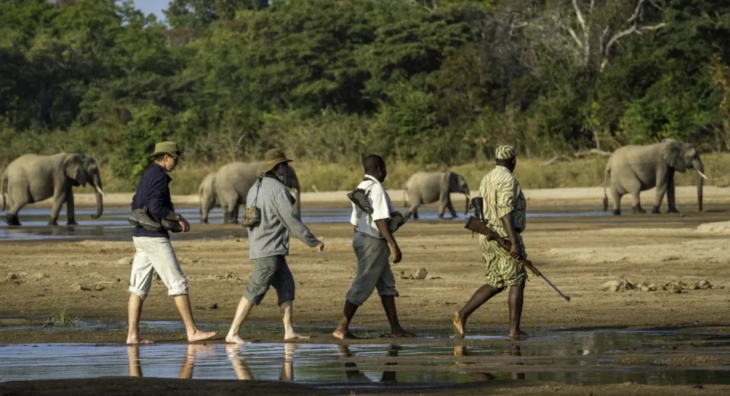 Walking Safari