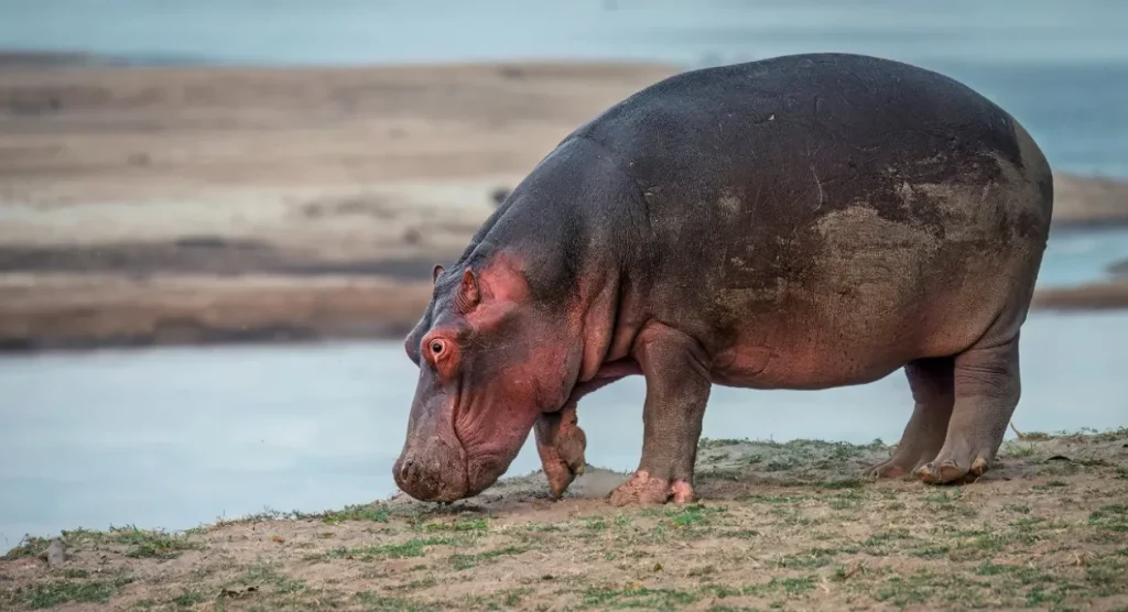 South Luangwa National Park Wildlife