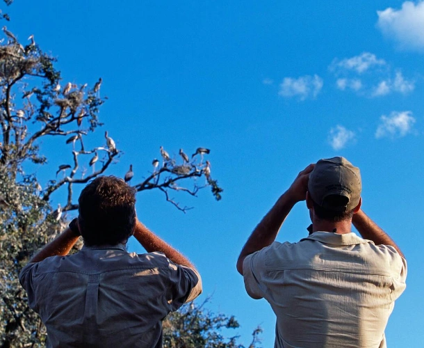 Bird Watching