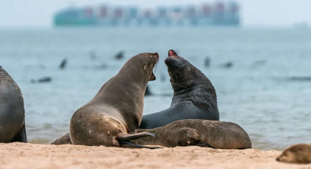 Swakopmund Seals