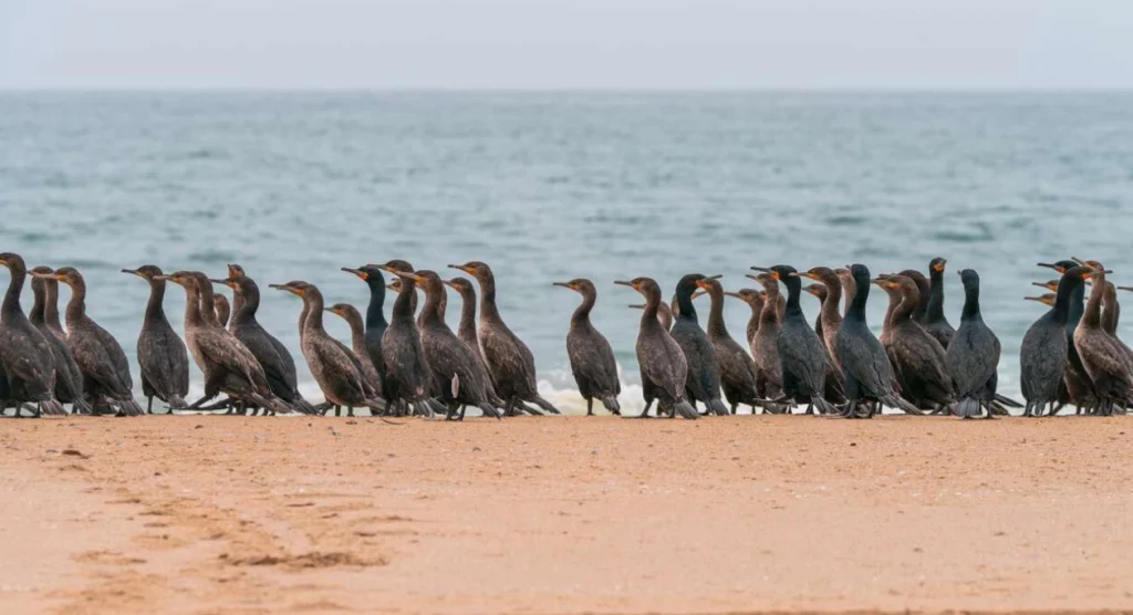 Swakopmund Birdlife