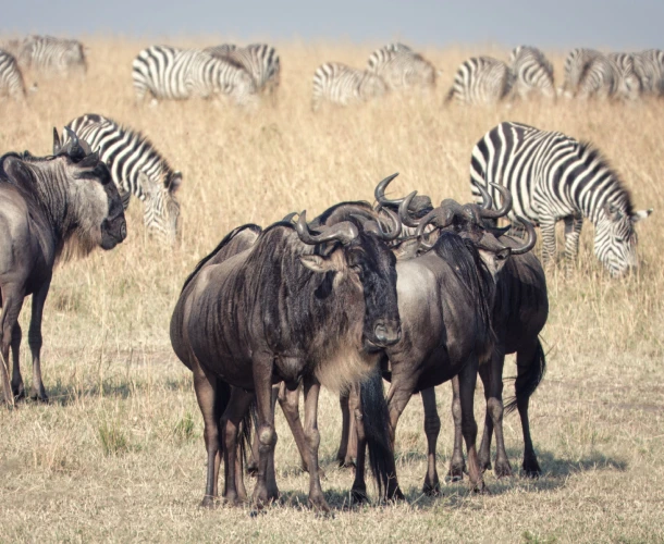 Tanzania Wildlife