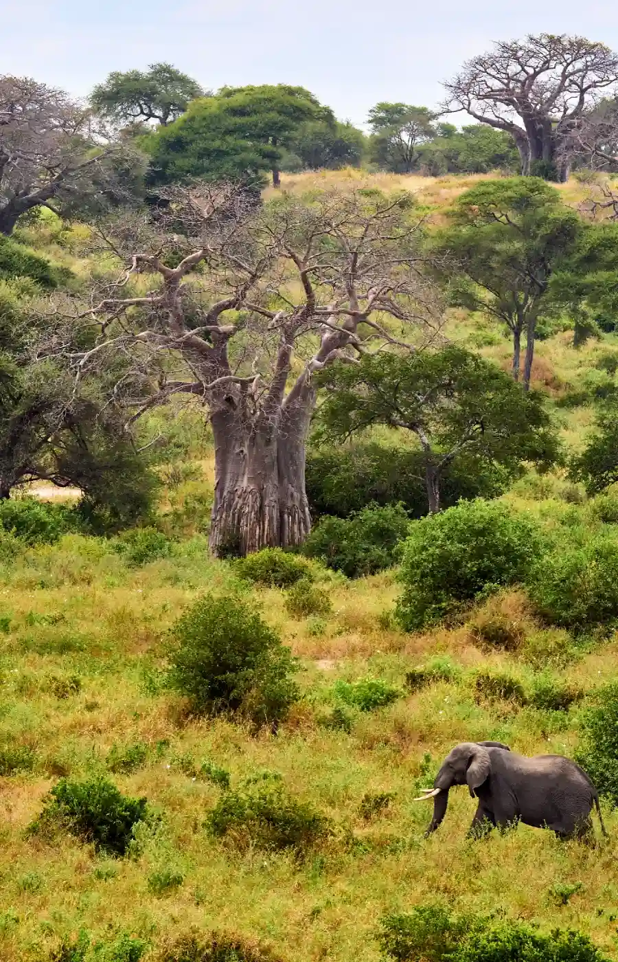 Tarangire National Park Baobab Tree