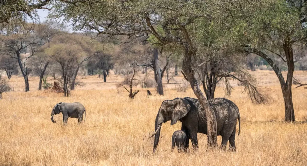 Tarangire Wildlife
