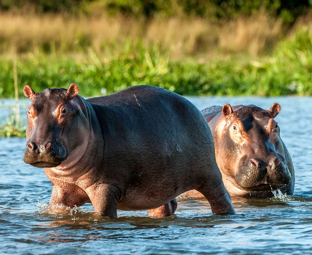 Victoria Falls Wildlife