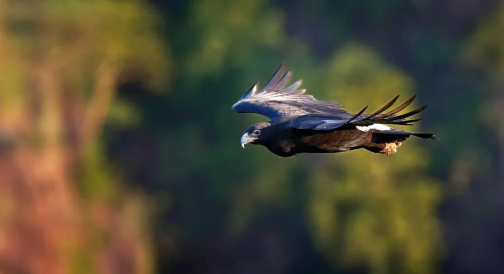 Birdlife
