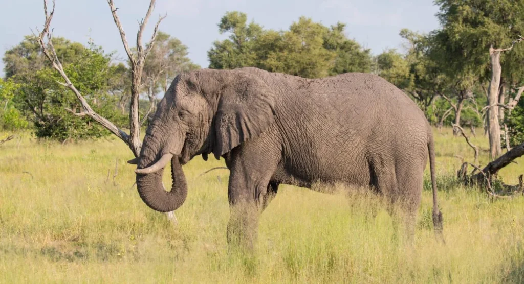 Zambezi Wildlife