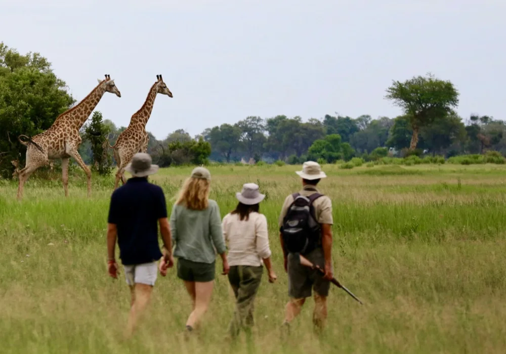 Walking Safaris