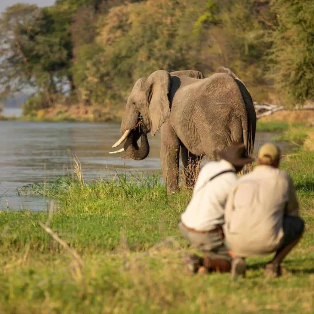 Zimbabwe Game Drives