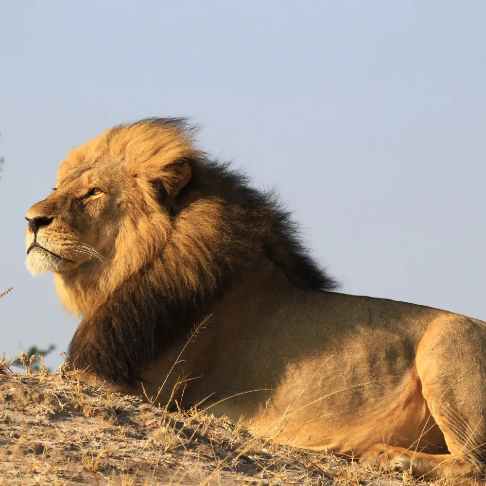 Wildlife