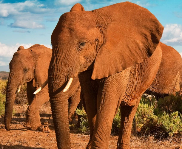 Wildlife